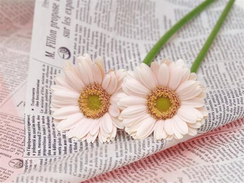 11.这个家庭像蜂蜜一样古老,给你甜美的味道。家庭,就像沙漠中清澈的春天一样,在您遇到麻烦时可以为您提供帮助;家庭就像一艘船,带您长途跋涉。