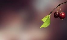 感恩与亲情句子英文