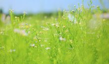 关于淡然的唯美句子