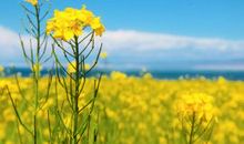 人人要开心快乐的句子