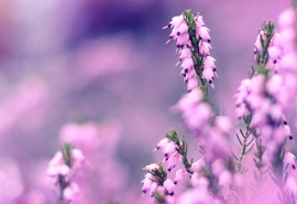 12.什么是家庭感情?在隐隐听到母亲的警告后,微雨淋到窗台上了。