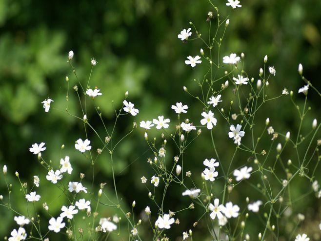 11.什么是家庭感情?感到父亲在昏暗中的照顾,柔和的风抬起了窗玻璃。