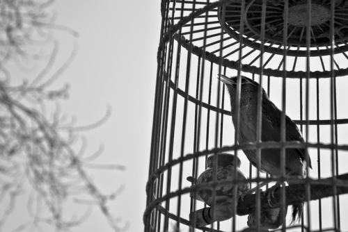 10.只要一个人宣布自己有自由，他就会同时感到受限制。如果您敢于声称自己受到限制，那么您将感到自由。