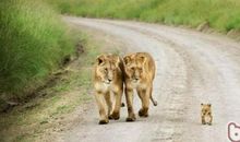 散步中的亲情的句子