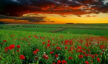 春节亲情的优美句子