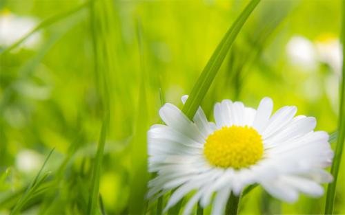 11.家庭感情是避难所，是流浪者的和平天堂；