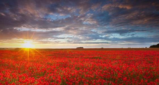 10.我是一个小胚胎。在晴朗的天空下，我不成熟的手臂在肥沃的土壤上打碎了土壤，并直立在火中。