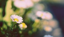 清明感恩亲情的句子