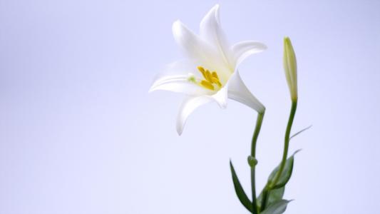 10.天气真好，我来揭露我的小花。通常我没有任何爱好，所以我喜欢种花。今天这朵花正好盛开。