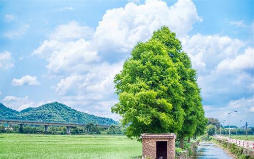 10.听到父亲终于同意上学的消息，莱西将柳叶放在他的嘴里，学会了一些黄莺的电话，学会了一些画眉，然后背着一个崭新的书包逃跑了。