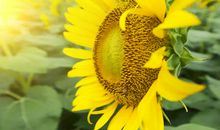 关于父母亲情的经典句子说说心情短语