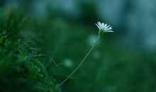 亲情是相互的经典句子