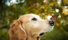 形容小狗玩的开心的句子 形容狗快乐玩耍的句子