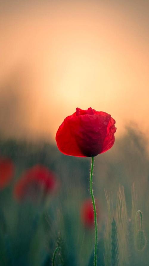 12.生活真的很像国际象棋。在这个过程中,我将面临许多决定和挑战。在父亲的陪伴下,我勇于面对和挑战充满危机的道路。光明大道。