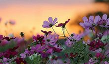 要珍惜亲情的句子