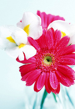 10.老人应该读布谷鸟的枝头上逐渐消失的月亮。 -温天祥，“岳江月，在河油站说再见”