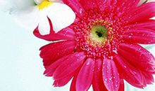 形容亲情和友谊的句子大全