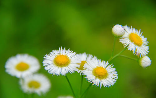 12.母亲是黄Huang的花。当您感到孤独和忧郁时,请看着翠绿的眼睛,闻一闻芬芳,使您的心脏恢复活力,让您的内心感到舒适,您将不会孤单。