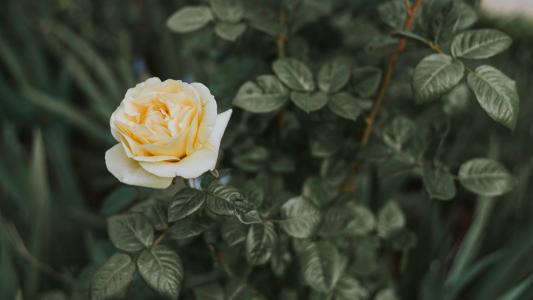 10.寒假快乐,我真开心!寒假期间,我可以去任何地方。在学校没有任何限制。寒假真的是孩子们的天堂!寒假期间是中国传统的国定假日-春节也是我们小学生一年中最期待的日子。我可以再次得到很多红色的信封!我想得越多,我就越快乐!