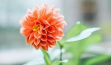 形容亲情割不断的句子