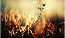 优秀句子大全亲情