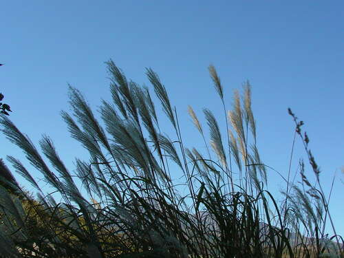 关于风的美丽句子