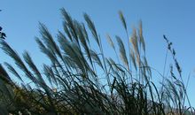 关于风的优美句子