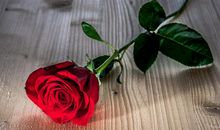 亲情是一笔财富的句子