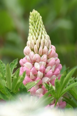 10.家庭感情是成长的摇篮。只有她的抚养，您才能健康成长。