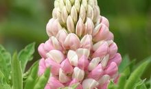 亲情美好回忆的句子