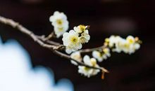 立春了 名人名言英语描写春天的句子