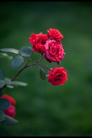 11.什么是家庭感情？写社会和谐是真诚的举动