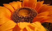 心烦的时候提醒自己开心的句子