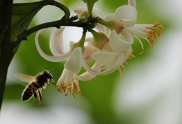 描述花香的句子2