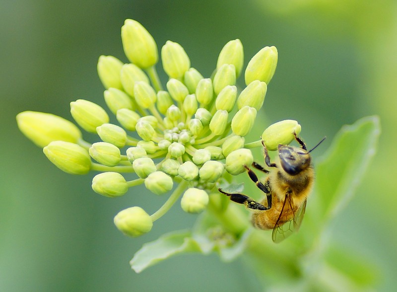 描述花香的句子1
