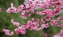 形容花香的句子