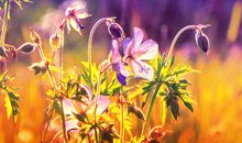 赞亲情的文艺句子