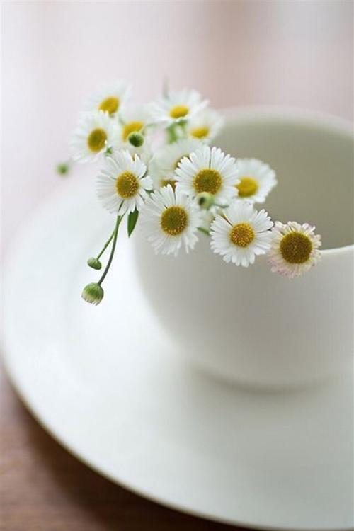 10.如果您是一棵小草，家人的爱是一棵大树，请张开长臂以防风吹雨打；