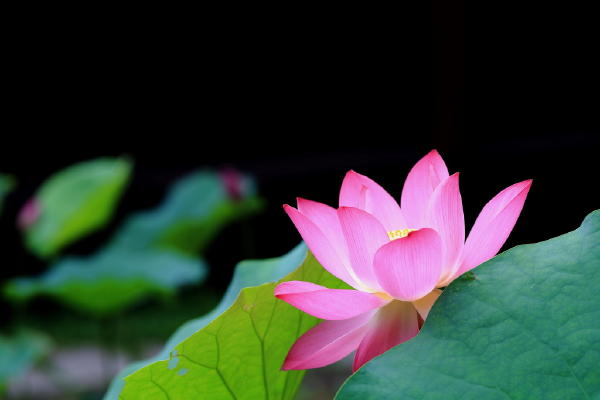 简短的句子描述初夏