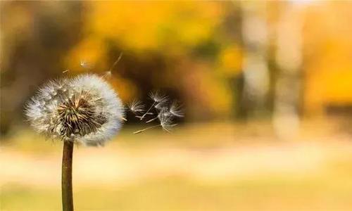 12.不要等到日子过去了才能发现它们的可爱。