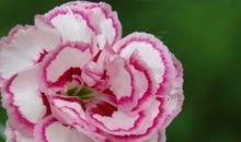 心碎到撕心裂肺的句子亲情