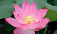 形容荷花的句子