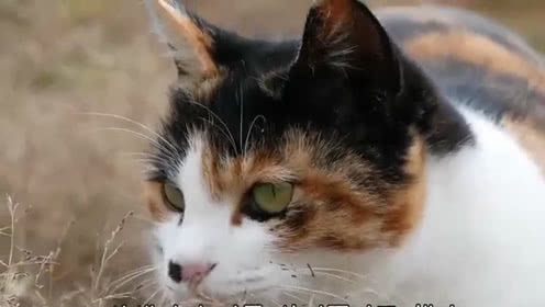 最后的两个应该在10个荒凉之后是相同的,最清楚的是抱怨。 -纳兰星德《罂粟花》