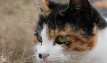 古代表达开心的句子