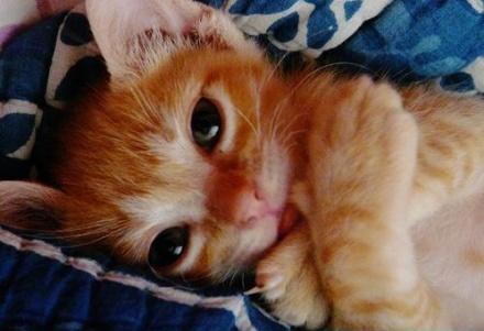 11.泪流满面地回到君明珠,恨不得在未婚时见面。 -张吉《解妇阴》