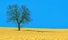 珍惜当下亲情的句子