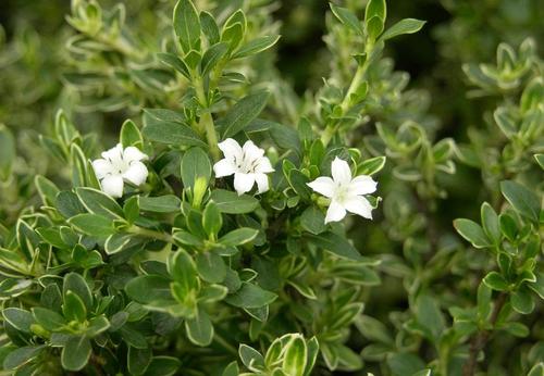 10.什么是家庭感情?亲情是“我将不需纸笔便立即见面,并以皇帝的话报道和平”。这是“让我们走得越来越近,怕以后再回来”的问题。