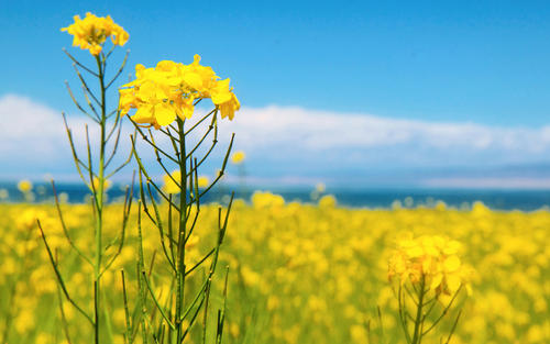 9.家庭的亲情是一缕柔和的阳光,默默地融化了冰冷的心,家庭的亲情是一个安静的港口,让我的旅途疲惫消失了。