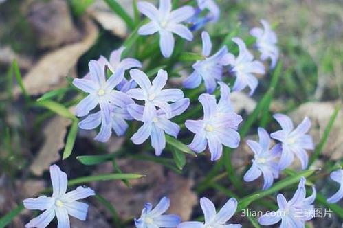 11.一般规则是,所有上级男人都从母亲那里继承上级元素。