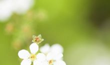 用来描写亲情的优美句子